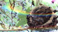 a baby hummingbird is sitting in a nest with a rainbow in the background